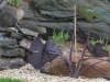 Pondless Water feature planted